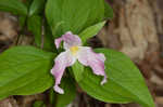 White trillium